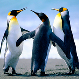 5587330885_penguins-jpg%7d