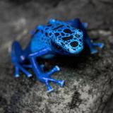Blue-frog-jpg_1891303