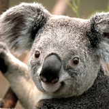 Koala-jpg