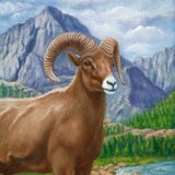 Big-horned-sheep-jpeg-for-blog-jpg