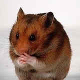 Hamster-jpg