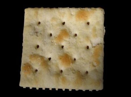 Ostriche fuggite de Daniele - Recipefy