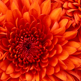 Chrysanthemum-jpg