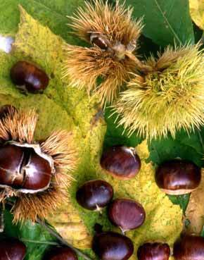 Castagne con i cavolini of Daniele - Recipefy