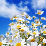 Daisies-jpg