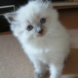 Kitten_for_sale3-jpg