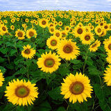 800px-sunflowers-jpg