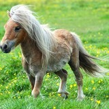 Cool-pony-jpg_6894299