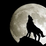 Fullmoonwolf-jpg_6850659