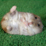 6476192907_hamster-jpg%7d
