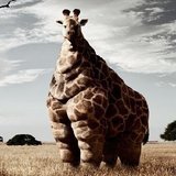 Giraff-fat1-jpg