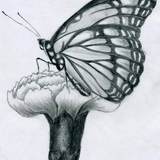 Butterfly-pencil-drawings08-jpg