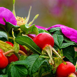 Http-farm5-static-flickr-com-4073-4910955147_54db63d991-jpg
