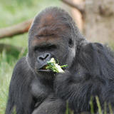 Bobby-eating-3894-jpg