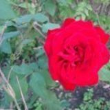 Https-fbcdn-profile-a-akamaihd-net-hprofile-ak-snc4-368744_1560318664_568621518_n-jpg