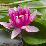 Lotus_violet-jpg