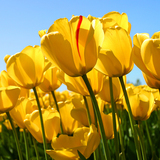 Tulips-jpg