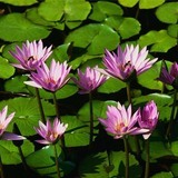Water-lilies-jpg