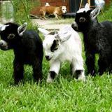 Goats_lead_wideweb__470x352-0-jpg