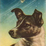 Laika-jpg