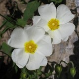 Cisto-femmina-cistus-salvifolius-a18514392-jpg
