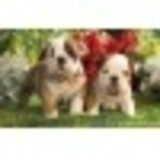 Https-graph-facebook-com-611607559-picture