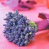 Lavanda