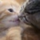 Https-graph-facebook-com-100000086426602-picture