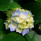 2997943238_hydrangeas-jpg%7d_6388209_9249314