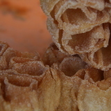Http-upload-wikimedia-org-wikipedia-commons-1-19-flor_frita-2009_-2-jpg