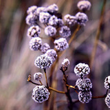 Frozen-flower-buds-18637-1366x768-jpg