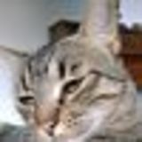 Https-graph-facebook-com-908360320-picture