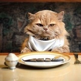 7-cose-che-un-gatto-non-deve-mai-mangiare