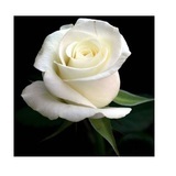 White-rose-500x500
